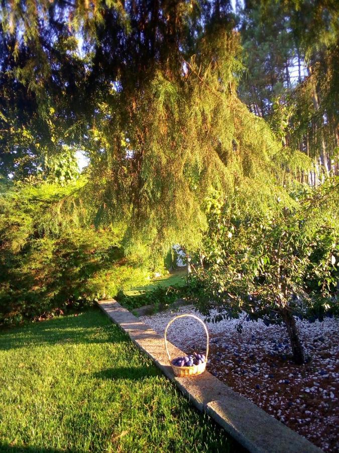 Villa Pinheirinhos - Quinta De Sao Caetano à Carapito Extérieur photo